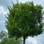Hrab obyčajný (Carpinus betulus) ´PYRAMIDALIS´ - výška 300-350 cm, obvod kmeňa 25-30 cm, kont. C285L - KOCKA